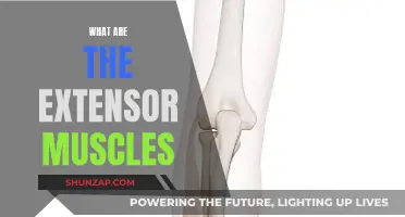 Extensor Muscles: Function, Anatomy, and Their Role in Movement
