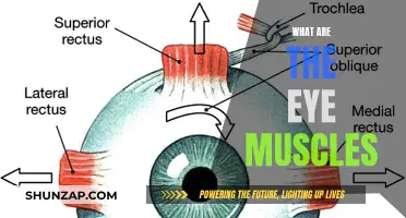 Eye Muscles: Their Function and Anatomy Explained