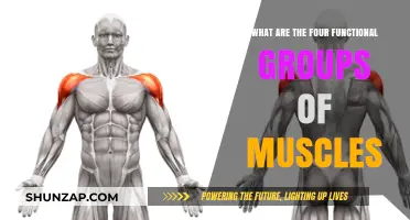 Understanding the Four Key Functional Muscle Groups and Their Roles