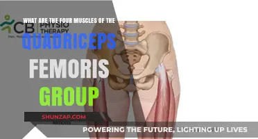 Understanding the Quadriceps Femoris: Four Key Muscles Explained