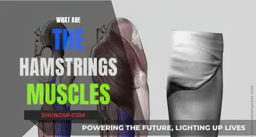 Hamstring Muscles: Understanding Their Function and Anatomy