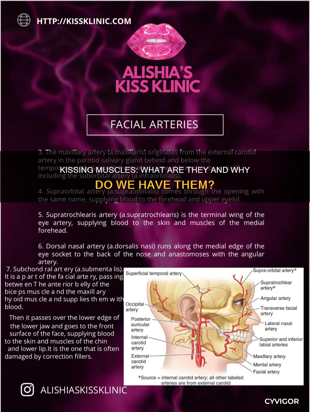 what are the kissing muscles