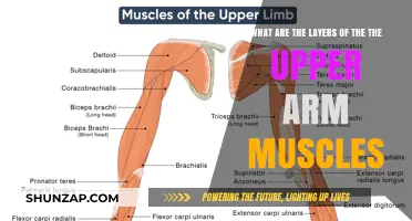 Understanding the Upper Arm Muscles: Layers and Functions Explained