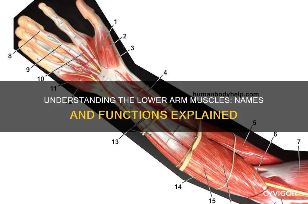what are the lower arm muscles called