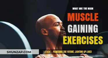 Effective Muscle Gaining Exercises for Strength and Size