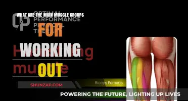Mastering Fitness: Key Muscle Groups for Effective Workouts