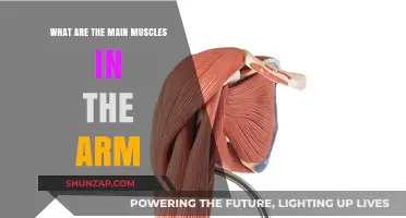 Discover the Key Muscles in Your Arm: A Comprehensive Guide