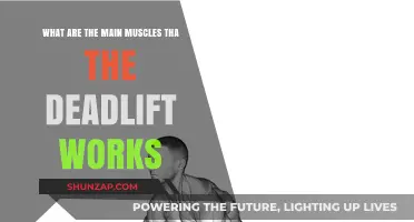Deadlift Muscles: Key Groups Targeted in This Powerful Lift