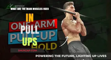 Mastering Pull-Ups: Key Muscles Engaged in This Powerful Exercise