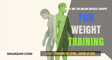 Mastering Weight Training: Targeting Key Muscle Groups for Strength
