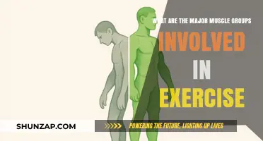 Essential Muscle Groups: Key Players in Effective Exercise Routines