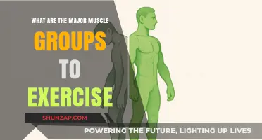 Mastering Muscle Groups: Essential Exercises for Total Body Strength