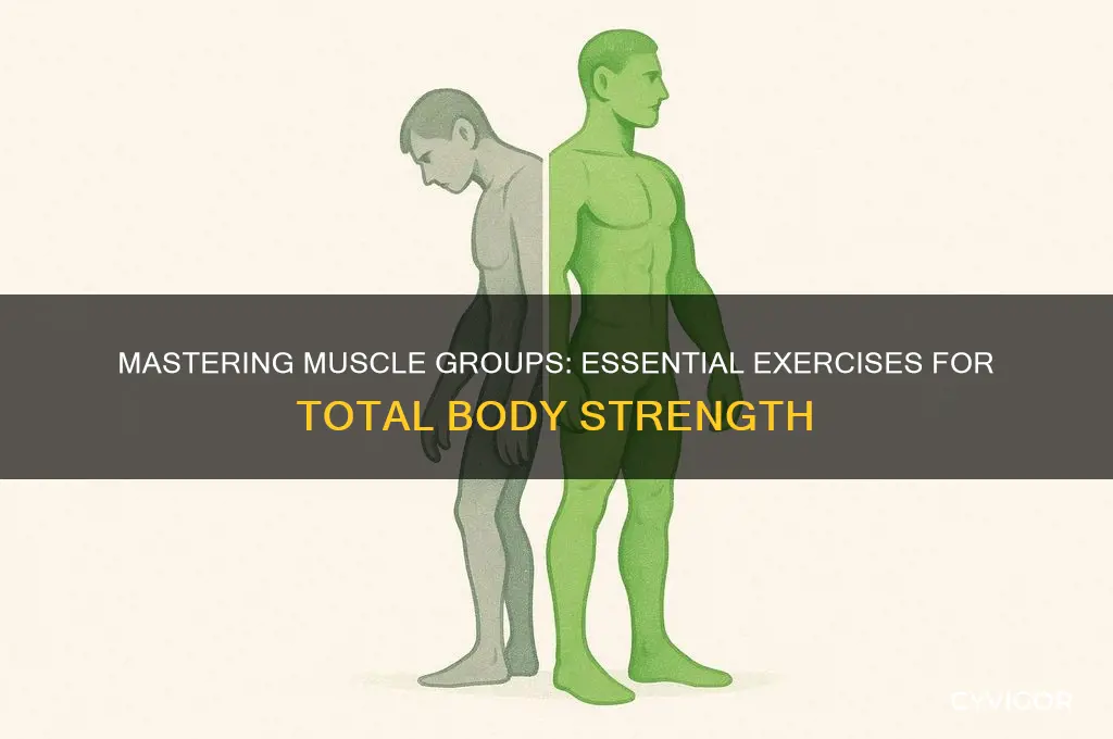 what are the major muscle groups to exercise