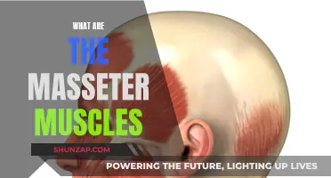The Masseter Muscles: Your Jaw's Powerful Movers