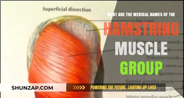 Understanding the Hamstring Muscle Group: Medical Terminology Explained