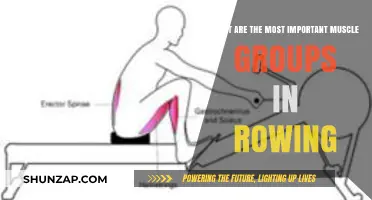 Key Muscle Groups for Optimal Rowing Performance and Technique