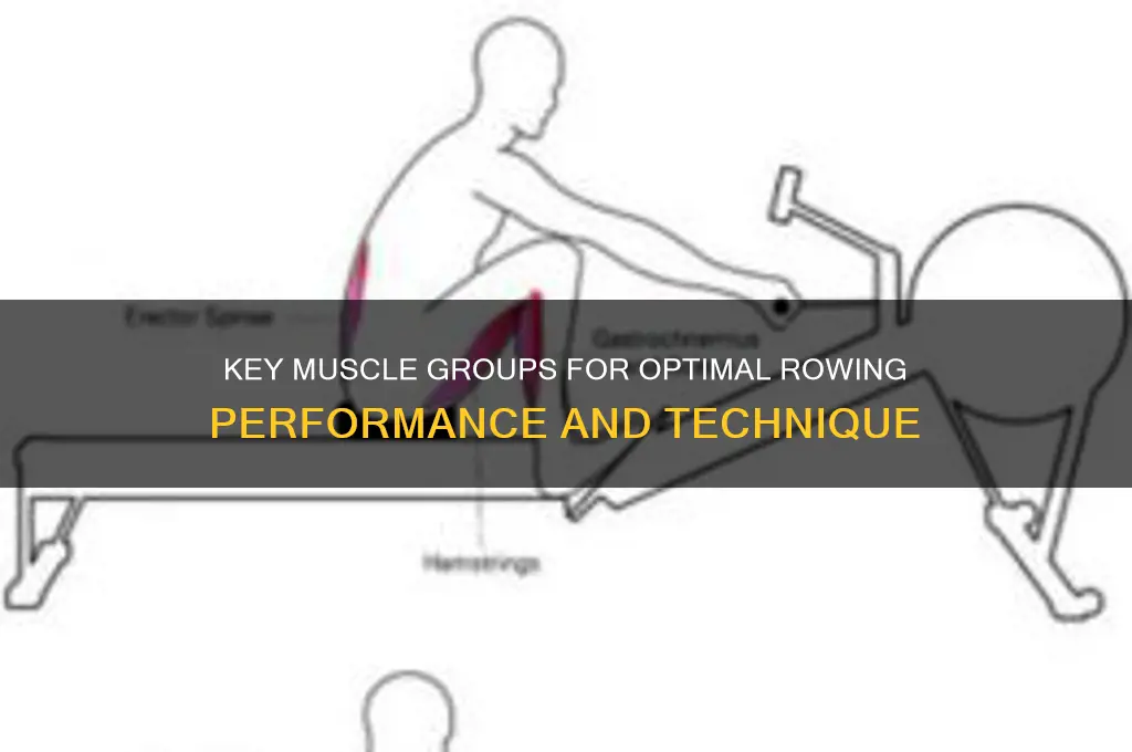 what are the most important muscle groups in rowing