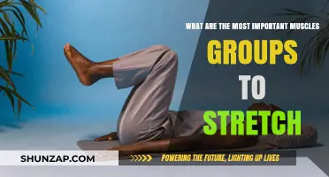 Essential Muscle Groups to Stretch for Flexibility and Mobility