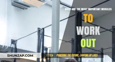 Essential Muscles to Target for a Balanced and Strong Physique
