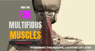 The Multifidus Muscles: Their Function and Role in the Body
