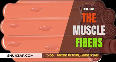 Muscle Fibers: Understanding the Basics of Muscle Composition