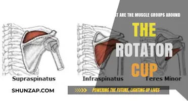 Understanding Rotator Cuff Anatomy: Surrounding Muscle Groups Explained