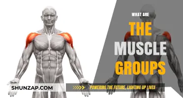 Understanding Muscle Groups: A Comprehensive Guide to Your Body's Strength