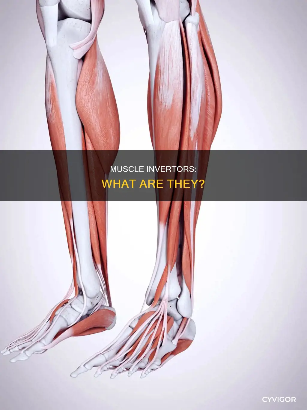 what are the muscle invertors