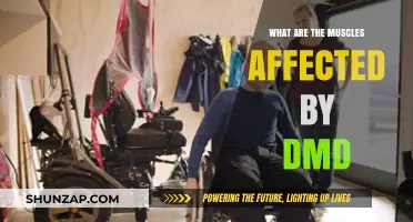 Understanding DMD: A Guide to the Muscles It Affects