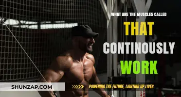 Unsung Heroes: Muscles That Work Nonstop in Your Body