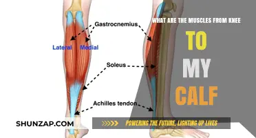 Exploring the Anatomy: Muscles Connecting Your Knee to Calf