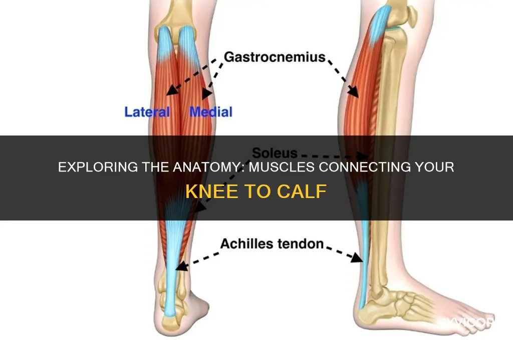 what are the muscles from knee to my calf