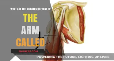 Front Arm Muscles: Understanding the Biceps and Their Functions