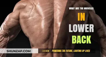 Exploring the Anatomy of Your Lower Back Muscles