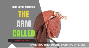 Understanding the Muscles in Your Arm: Names and Functions Explained