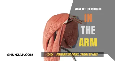 Understanding the Muscles in Your Arm: Anatomy and Function Explained