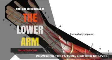 Understanding Lower Arm Muscles: Anatomy, Function, and Strengthening Tips