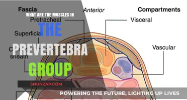 Understanding the Prevertebra Muscles: Functions and Importance in Anatomy