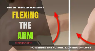 Essential Muscles for Arm Flexion: A Comprehensive Guide to Strengthening