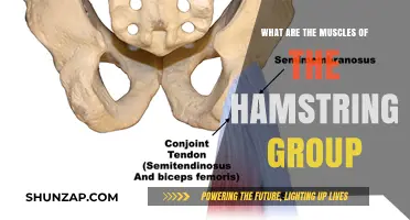 Understanding the Hamstring Group: Muscles, Functions, and Importance
