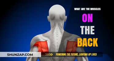 Unveiling the Anatomy: A Guide to the Muscles of the Back
