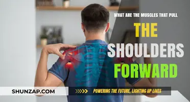 Muscles Responsible for Pulling Shoulders Forward: Anatomy Explained