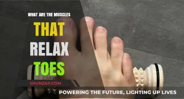 Relax Your Toes: Discover the Muscles Behind Foot Flexibility