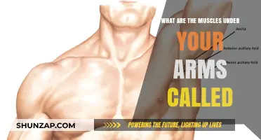 Understanding the Muscles Under Your Arms: Names and Functions Explained