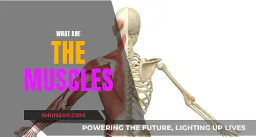 Understanding Muscles: The Basics of Human Movement