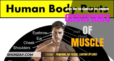 Understanding Common Muscle Groupings: Names and Functions Explained