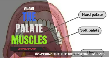 Exploring the Palate Muscles: Their Function and Anatomy