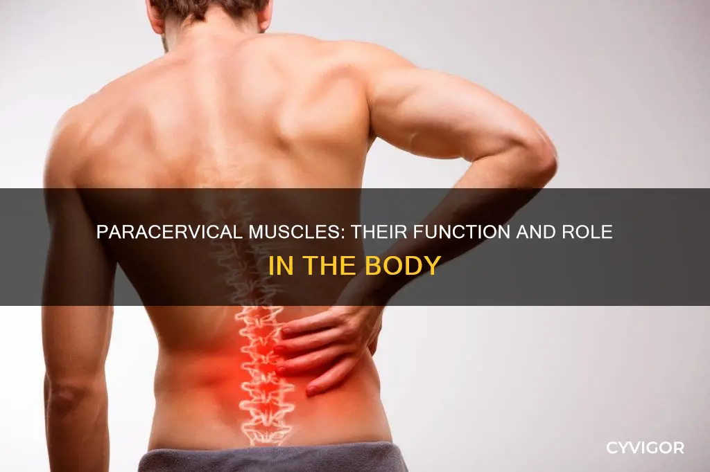 what are the paracervical muscles