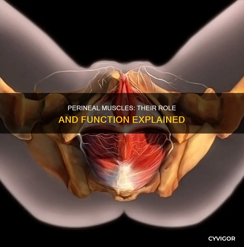 what are the perineal muscles