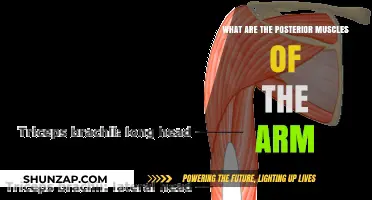 Understanding the Posterior Muscles of the Arm: Anatomy and Function